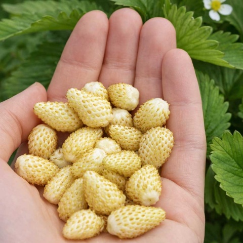 Poziomka żółta Yellow Wonder 2L