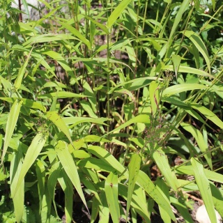 Proso skryte P9(0,5L)