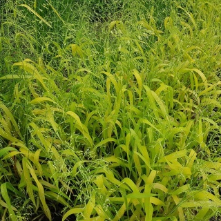 Prosownica rozpierzchła Aureum P9(0,5L)