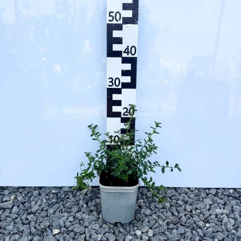 Prusznik Victoria P9(0,5L)