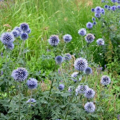 Przegorzan pospolity 2L