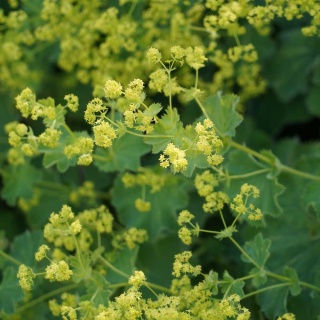 Przywrotnik miękki Irish Silk P9(0,5L)