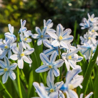 Puszkinia cebulicowata niebieska 2L