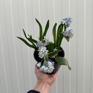 Puszkinia cebulicowata niebieska 2L