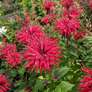 Pysznogłówka Cambridge Scarlet P11(1L)