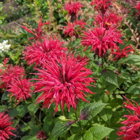 Pysznogłówka Cambridge Scarlet P11(1L)