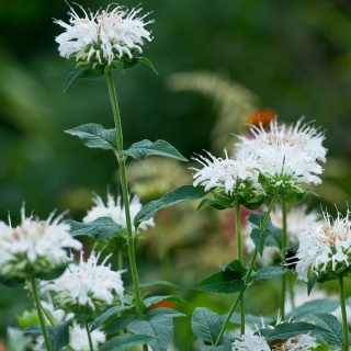 Pysznogłówka Schneewittchen 2L