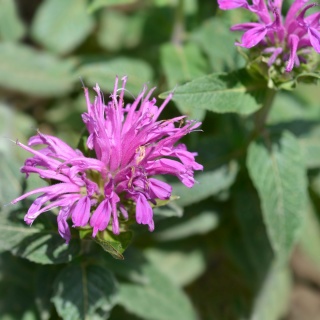 Pysznogłówka ogrodowa Balmy Lilac P11(1L)