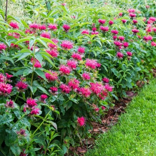 Pysznogłówka ogrodowa Balmy Rose P11(1L)