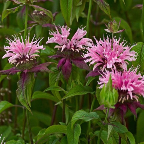 Pysznogłówka ogrodowa Beauty of Cobham P11(1L)