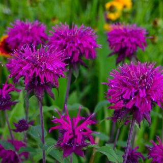 Pysznogłówka ogrodowa Bee-Free P11(1L)