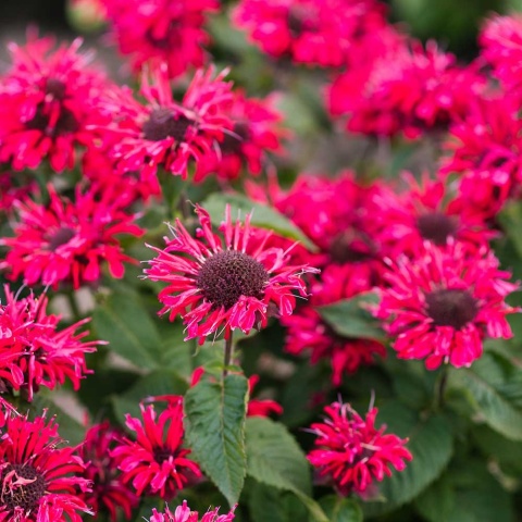 Pysznogłówka ogrodowa Bee-Happy P11(1L)