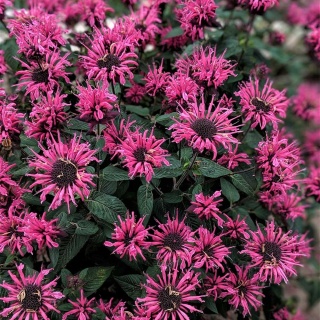 Pysznogłówka ogrodowa Bee-True P11(1L)