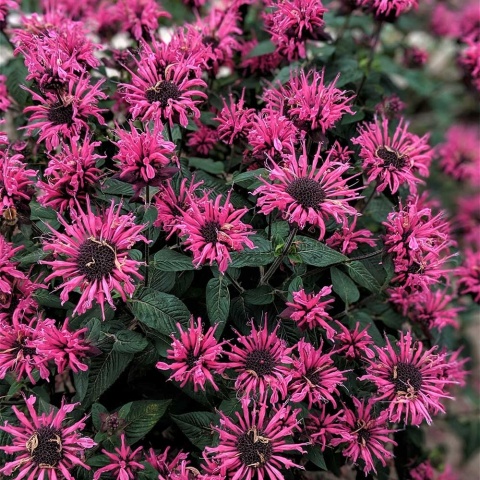 Pysznogłówka ogrodowa Bee-True P11(1L)