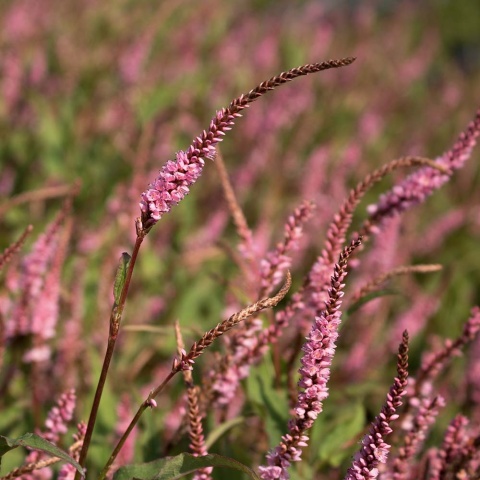 Rdest himalajski Pink Elephant 2L