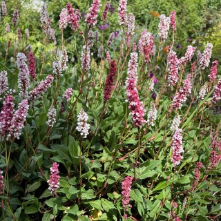 Rdest pokrewny Darjeeling Red 2L