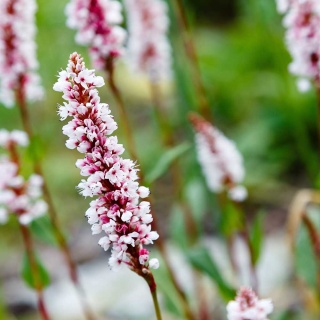 Rdest pokrewny Donald Lowndes P9(0,5L)