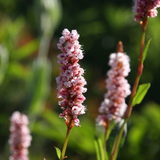 Rdest pokrewny Superbum P9(0,5L)