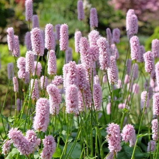 Rdest wężownik 1,5L