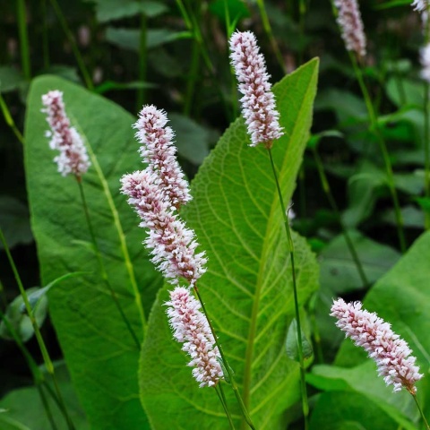 Rdest wężownik Superbum P11(1L)