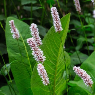 Rdest wężownik Superbum P9(0,5L)