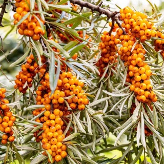 Rokitnik Friesdorfer Orange P9(0,5L)