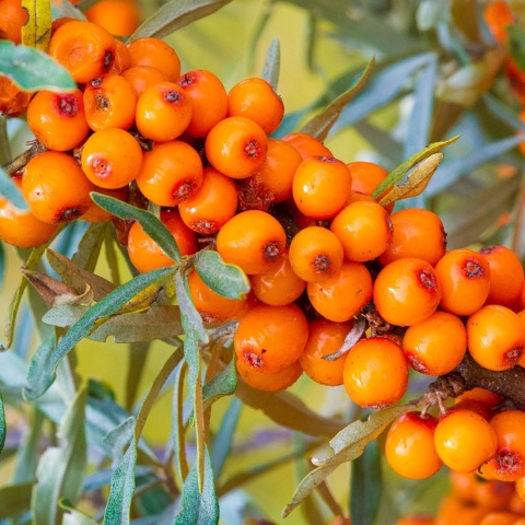 Rokitnik Nivelena P9(0,5L)