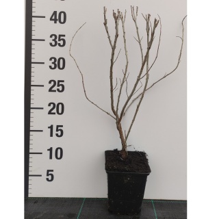 Rokitnik Pollmix P9(0,5L)