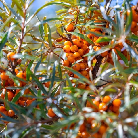 Rokitnik zwyczajny 2L