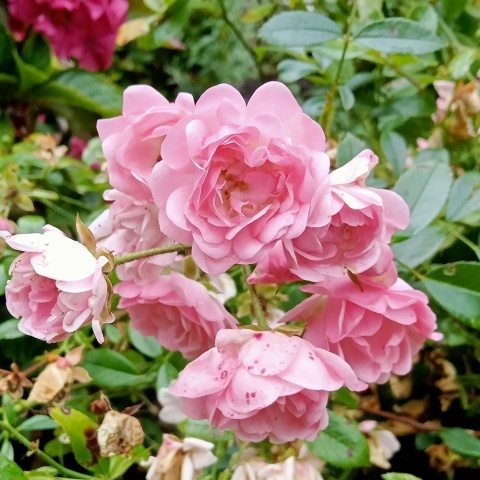 Róża okrywowa Fairy Rose 1,5L