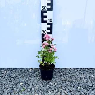 Róża okrywowa Fairy Rose 1,5L