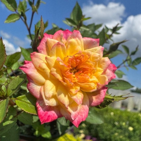 Róża okrywowa Fairy Tricolor 1,5L