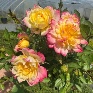 Róża okrywowa Fairy Tricolor 1,5L