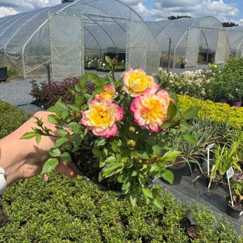 Róża okrywowa Fairy Tricolor 1,5L