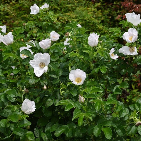 Róża pomarszczona Schneekoppe 1,5L