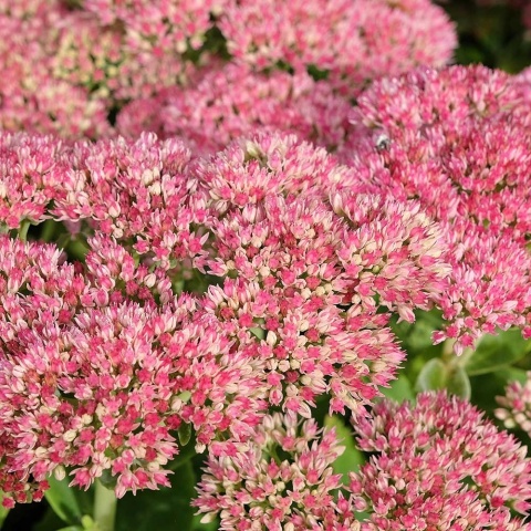 Rozchodnik La Vieen Rose 2L