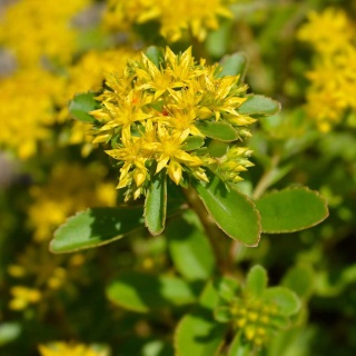 Rozchodnik kamczacki P9(0,5L)