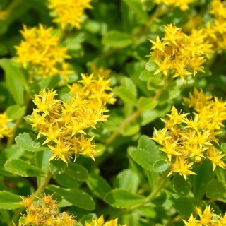 Rozchodnik kwiecisty Weichenstephaner Gold P9(0,5L)