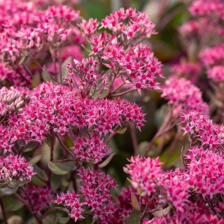 Rozchodnik miłosny Thunderhead 2L