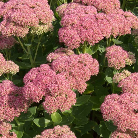 Rozchodnik okazały Brilliant P11(1L)