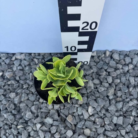 Rozchodnik okazały Brilliant P11(1L)