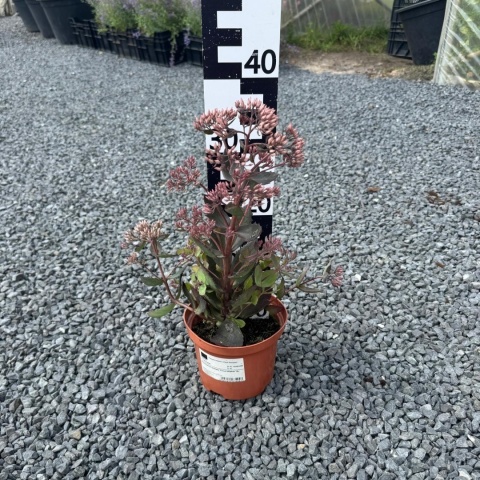 Rozchodnik okazały Cloud Walker 2L