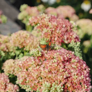 Rozchodnik okazały Herbstfreude 2L