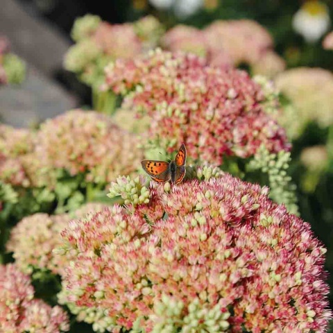 Rozchodnik okazały Herbstfreude 2L