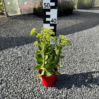 Rozchodnik okazały Herbstfreude 2L