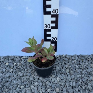 Rozchodnik okazały Matrona 2L