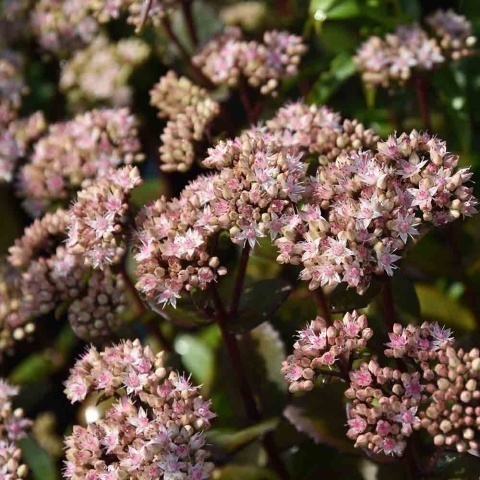 Rozchodnik okazały Matrona 3L