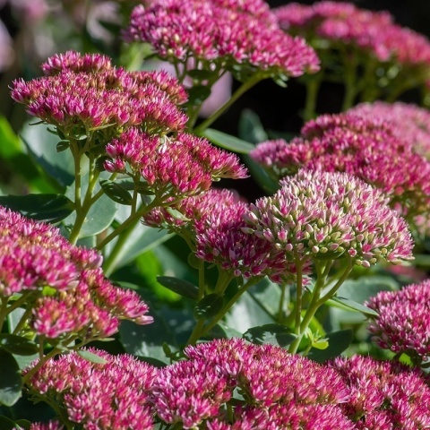 Rozchodnik okazały Meteor P11(1L)