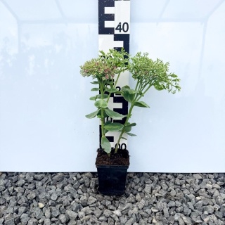 Rozchodnik okazały Meteor P11(1L)