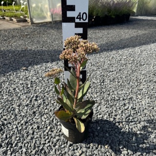 Rozchodnik okazały Mr. Goodbud 2L